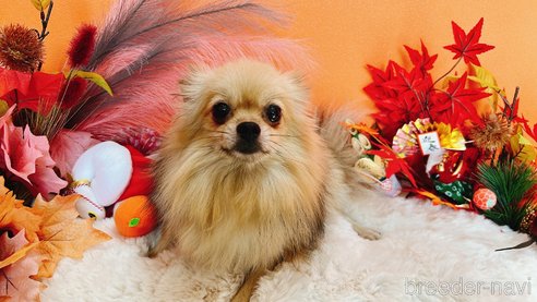 ドリスちゃん1枚目